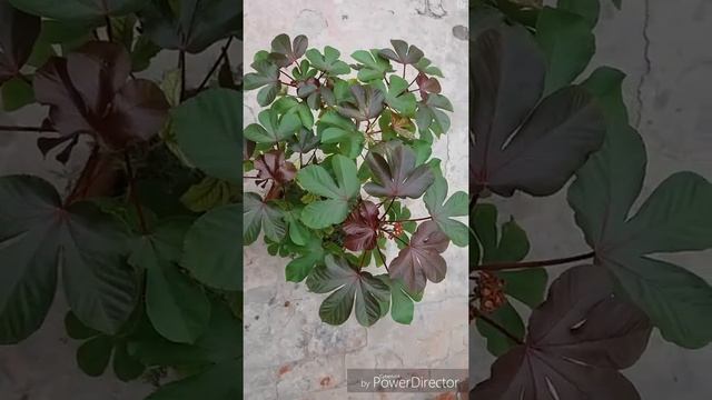 11. About jatropha gossypifolia. смотреть онлайн