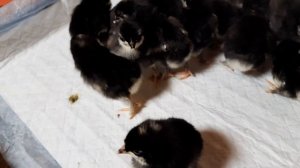 Доминант DS 109. Мы вывелись.