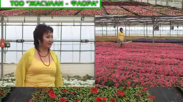 Jasulan Pitunii.mpg смотреть онлайн