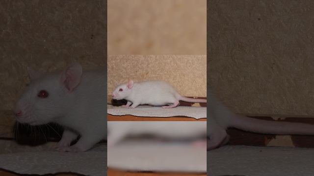 История одомашнивания декоративных крыс #shorts смотреть онлайн