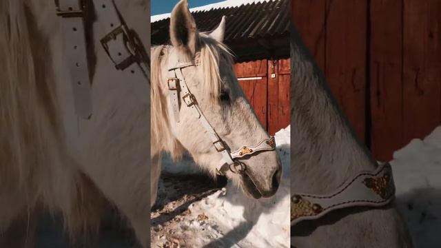 уздечка кожаная, амуниция для лошадей. смотреть онлайн