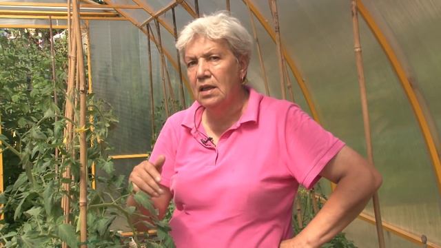 Голова садовая - Как вырастить томаты в теплице смотреть онлайн