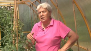 Голова садовая - Как вырастить томаты в теплице