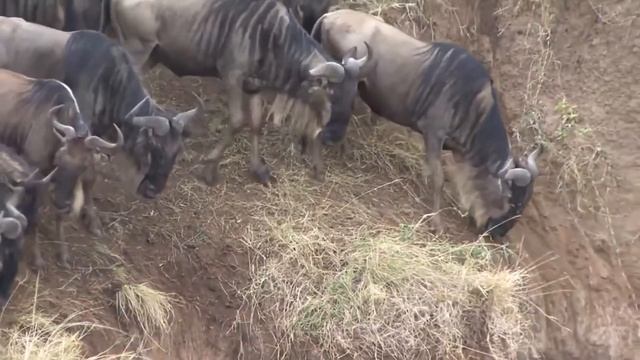 ДБ№236 Путешествие по заповедным территориям Африка смотреть онлайн