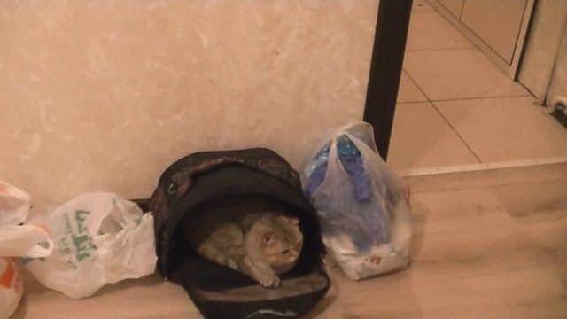Влог КУПИЛИ КВАРТИРУ | Кошка НЕ ХОЧЕТ Заходить смотреть онлайн