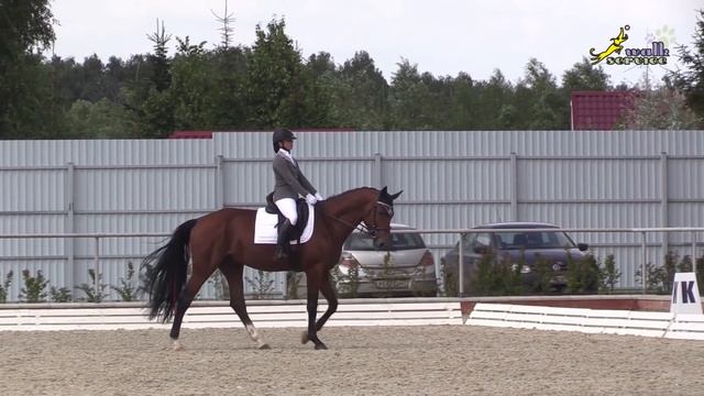 Соревнования по выездке для молодых лошадей. Начало пути. смотреть онлайн