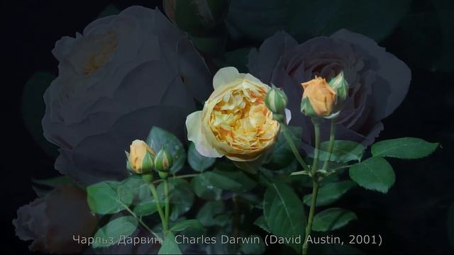 Как распускается роза Чарльз Дарвин - Charles Darwin (Austin, 2001) смотреть онлайн