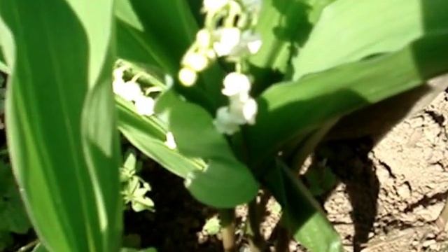 ландыш цветёт !!! смотреть онлайн