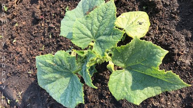 Уход за Огурцами в Открытом Грунте Посадка Огурцов Условия Выращивания Огурцов в Открытом Грунте смотреть онлайн