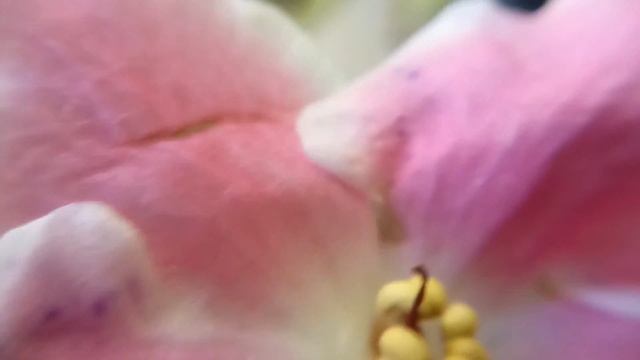 РОЗОВАЯ ФИАЛКА, комнатные цветы, видео макро увеличение 10 раз смотреть онлайн