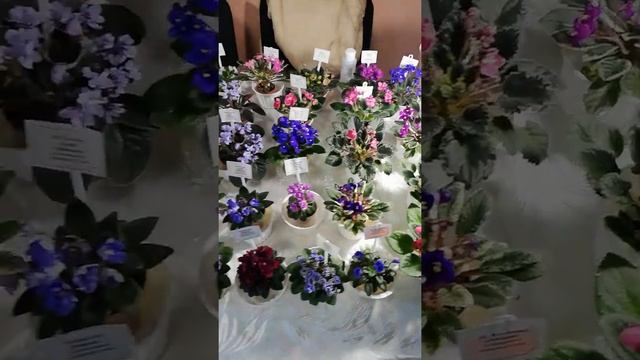 Фиалка. Выставка фиалок в Киеве. 11 февраля 2021 г. смотреть онлайн
