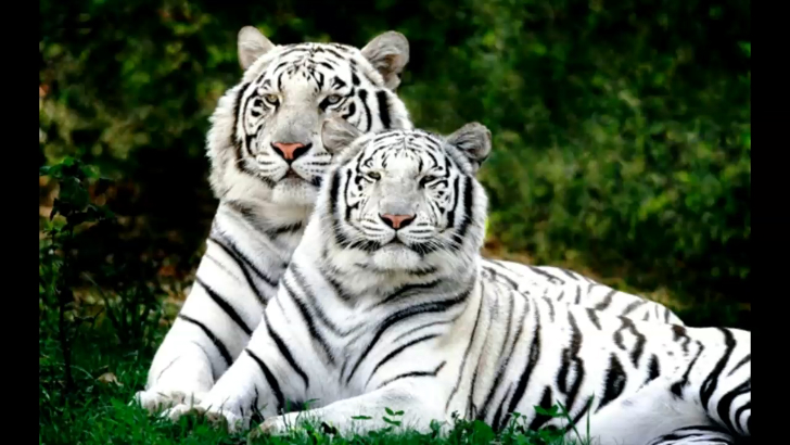 голоса и звуки животных