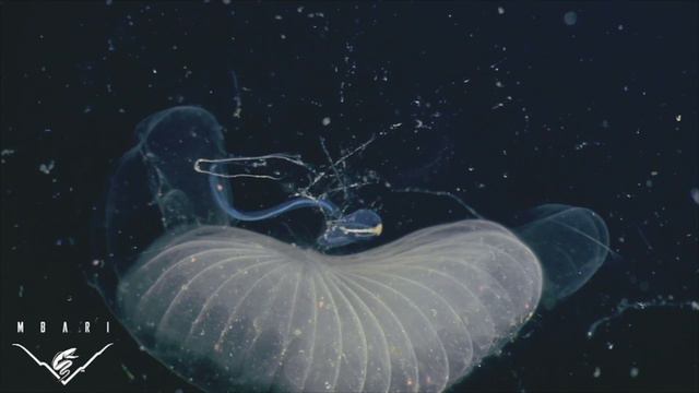 Undersea Tech and Ocean Exploration with Kakani Katija смотреть онлайн