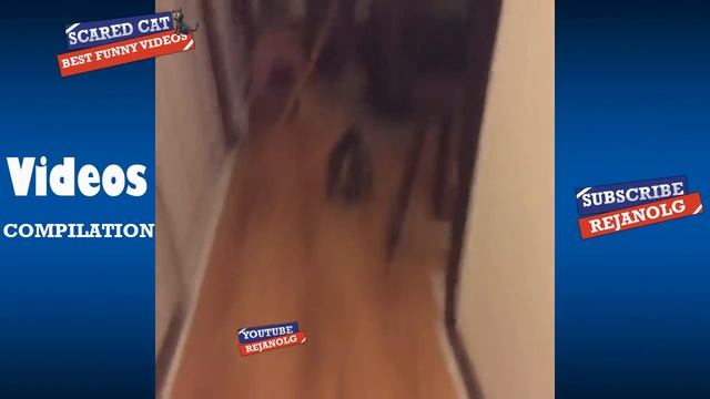 Scared Cat Compilation 2018 | Try Not To Laugh