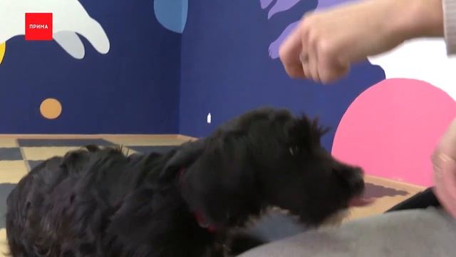 «ПовоДОГ» - Субару смотреть онлайн