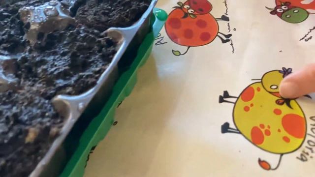 Палочки для роллов для посадки мелких семян петунии на рассаду смотреть онлайн