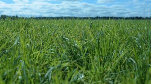 ФУТАЖ  ЛУГА РОССИИ