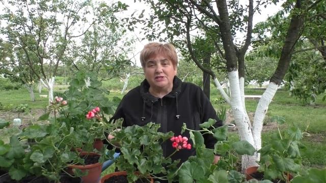 ПЕЛАРГОНИЯ. Подготовка к Улице. Мои цветы. смотреть онлайн