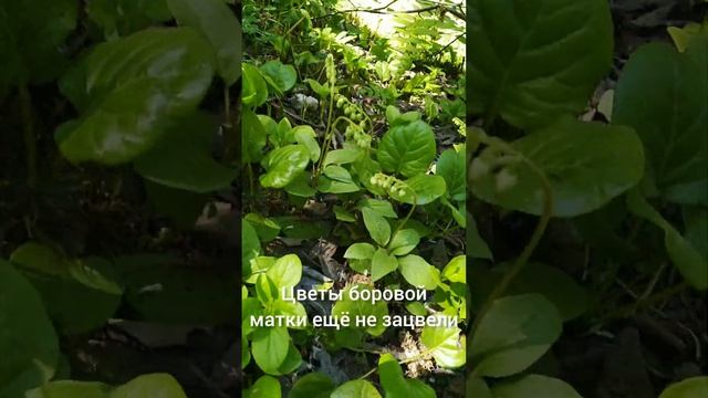 В тени леса. Грушанка, боровая матка и вахта трехлистная. смотреть онлайн