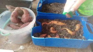 Батат. Ставим на проращивание😉