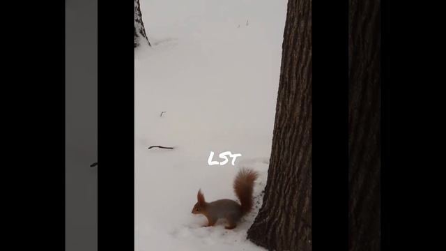 Белки зимой в парке.#squirrel #белка # смотреть онлайн