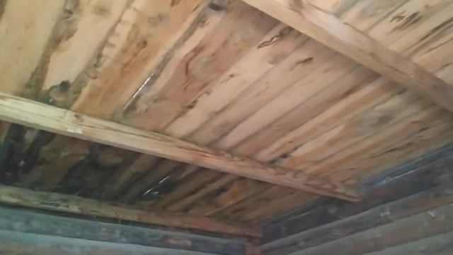 Общаюсь с бройлерами. Петух уже кукарекает смотреть онлайн