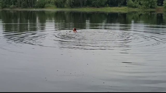 Плавание в реке. смотреть онлайн