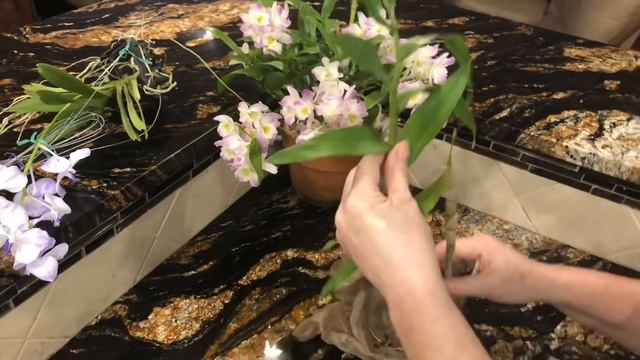 Посылка с подснежниками. И нет, орхидеи пришли не замороженные ? .Vanda coerulea, cattleya forbesii смотреть онлайн