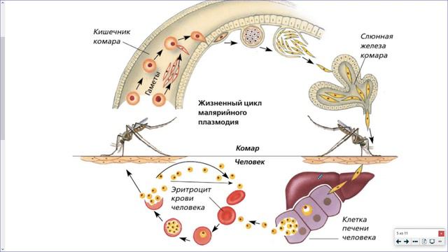 19_Простейшие и кишечнополостные