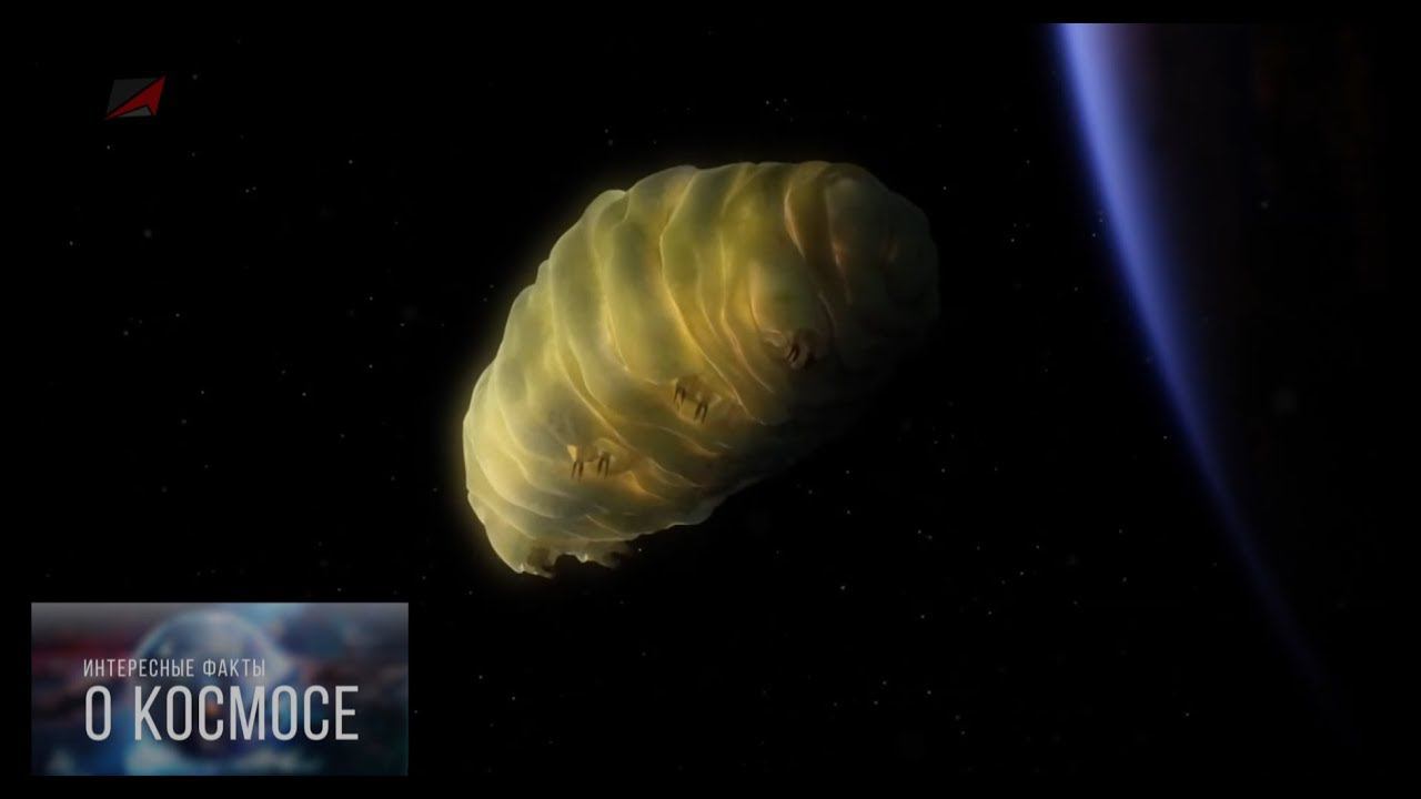 ТИХОХОДКА В КОСМОСЕ. Факты о космосе.