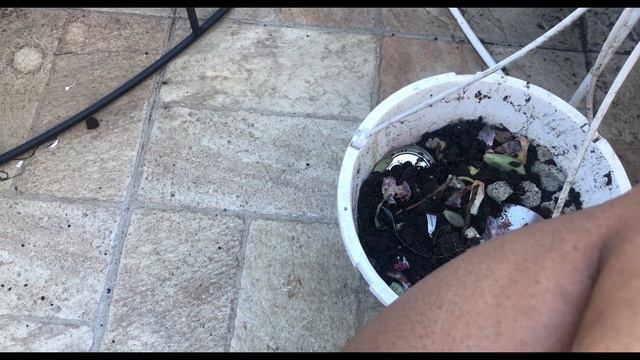 Echeverría mínima suculenta trasplantando todos sus hijuelos смотреть онлайн
