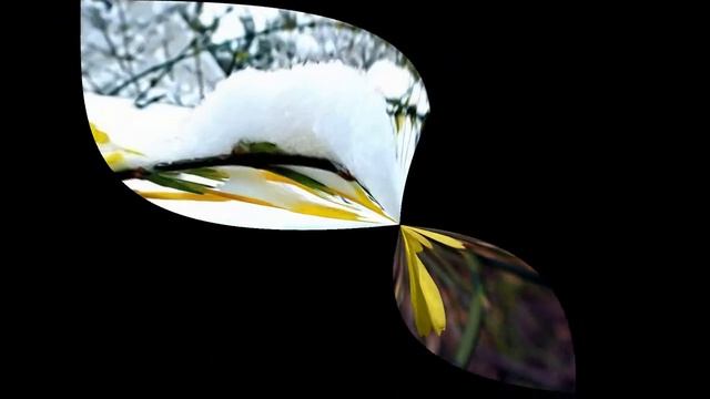 Жасмин голоцветковый/Jasminum nudiflorum смотреть онлайн