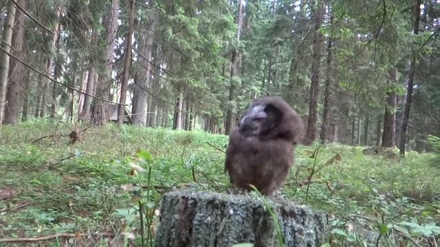 Boreal Owl / Aegolius funereus juv. (Puszcza Knyszynska, Podlasie, Poland, June 2013) смотреть онлайн