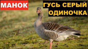 ?ГОЛОС (МАНОК) ГУСЬ СЕРЫЙ ОДИНОЧКА