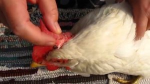 Внешние паразиты у кур-БЛОХИ ! Часть 1.