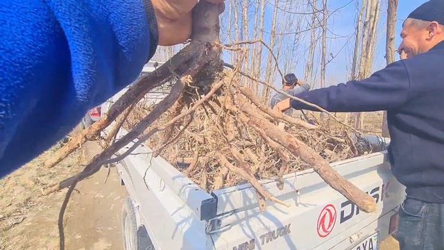 Павловния бахорги мавсум качонгача екилади ? ( Павловния дарахти ) смотреть онлайн