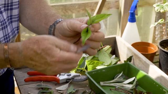 How to Take Shrub Cuttings #PTsnippet смотреть онлайн