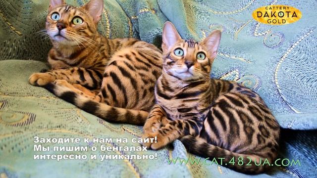 Будни питомника бенгальской кошки Dakota Gold две бенгальские кошки на кресле наблюдаем смотреть онлайн