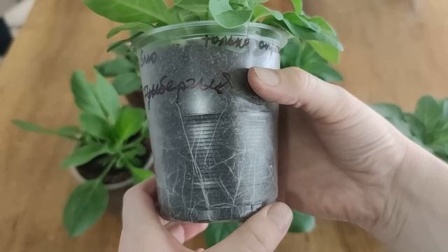 МАГ- БОР СРАБОТАЛ! смотреть онлайн