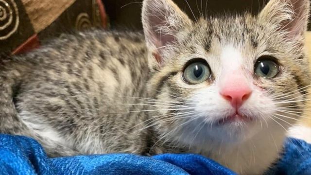 A kitten who lived as a feral, turned out to be a sweet tabby смотреть онлайн