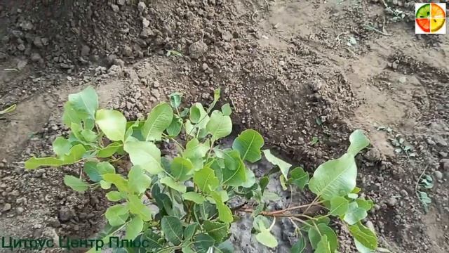 Обзор фисташки сортовой