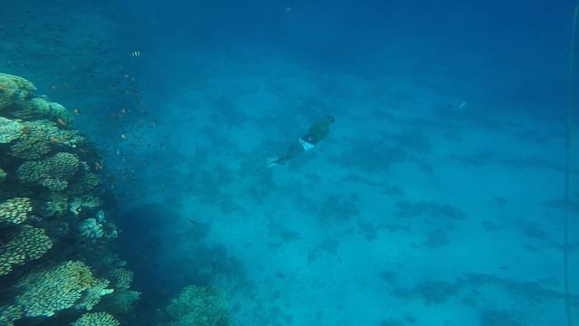 Снорклинг в Красном море