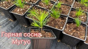 Горная сосна Мугус. Размножение, описание. Как быстро растет?