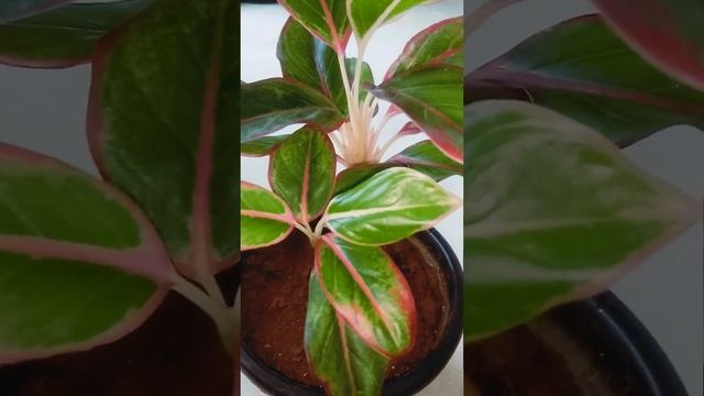 Lipstick Aglaonema Plant l #Shorts l #Plants l Green house смотреть онлайн