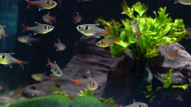 Gelber Phantomsalmler - Hyphessobrycon roseus смотреть онлайн