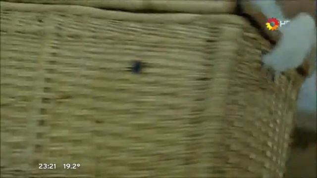 НиД (100-101 серии) Мартина среди каннибалов смотреть онлайн