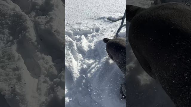 Локи … жизнь с богом огня хитрости и коварства#can