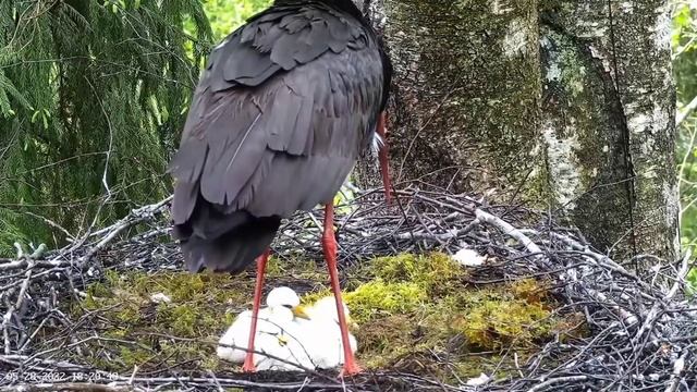 Viewer Discretion Advised | Jaanika swallow No 6 | RIP little baby stork | Must-toonekurg2 смотреть онлайн