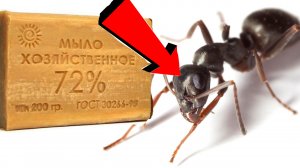 Как избавиться от муравьёв За 3 Секунды.!..