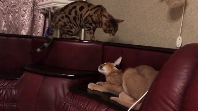 КТО КОГО? Кот Боня и Каракал Вася. / WHO WILL WIN? Cat Bonia and Caracal Vasya. смотреть онлайн